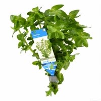 10x Bacopa Amplexicaulis bos