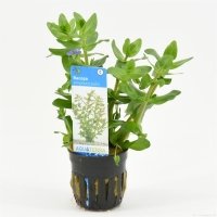 6x Bacopa Amplexicaulis