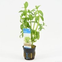 6x Bacopa Madagascariensis
