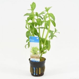 6x Bacopa Madagascariensis