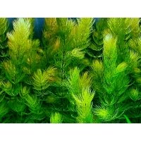 6x Ceratophyllum Demersum