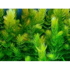 6x Ceratophyllum Demersum