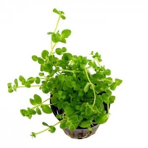 6x Bacopa Australis