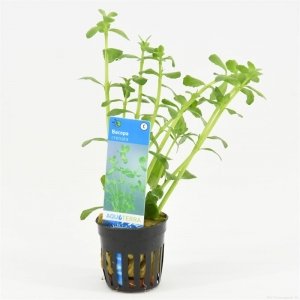 6x Bacopa Crenata