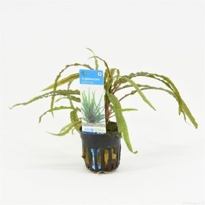 6x Cryptocoryne Balansae