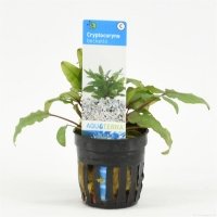 6x Cryptocoryne Beckettii