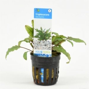 6x Cryptocoryne Beckettii