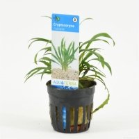 6x Cryptocoryne Costata