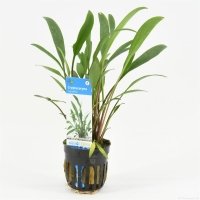 6x Cryptocoryne Nevelli