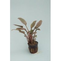 6x Cryptocoryne Wendtii Red