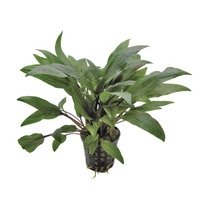 6x Cryptocoryne Undulatus