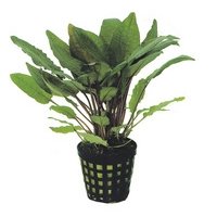 6x Cryptocoryne Bullosa