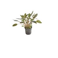 6x Cryptocoryne Wendtii brown