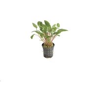 6x Cryptocoryne Wendtii green