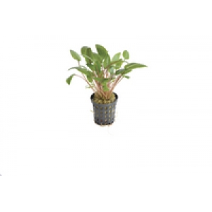 6x Cryptocoryne Wendtii green
