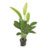 6x Echinodorus Tricolor 