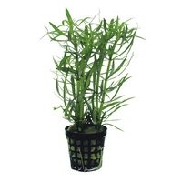 6x Pogostemon Stellatus