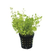 6x Glossostigma Elatinoides