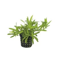 6x Heteranthera Zosterifolia