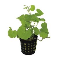 6x Hydrocotyle Leucocephala