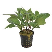 6x Hygrophila Corymbosa