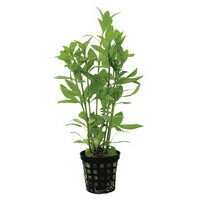 6x Hygrophila Polysperma