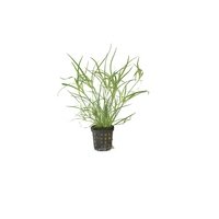 6x Juncus Repens