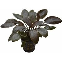 6x Lagenandra Meeboldii red