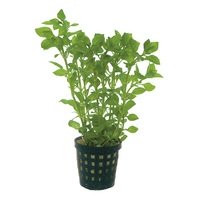 6x Ludwigia Palustris green