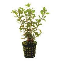 6x Ludwigia Palustris red