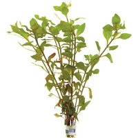 10x Ludwigia Palustris red bos