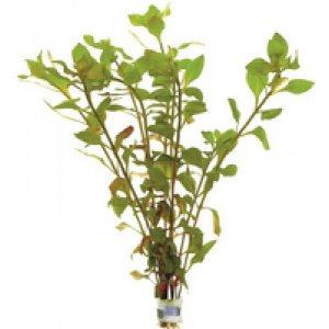 10x Ludwigia Palustris red bos