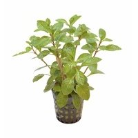 6x Ludwigia Repens