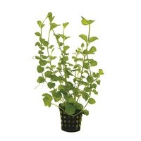 6x Lysimachia Nummularia Aurea