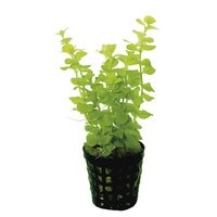 6x Lysimachia Nummularia