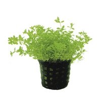 6x Micranthemum Micranthemoides