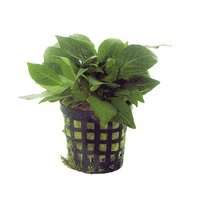 6x Nomaphila Siamensis Parviflora