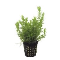 6x Rotala Wallichii