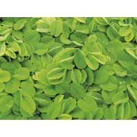 Salvinia Natans