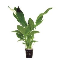 6x Spatiphyllum Quatro