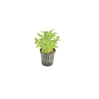 6x Staurogyne Repens