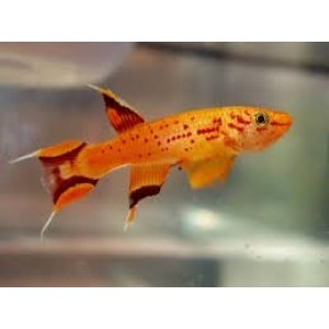 Killifish