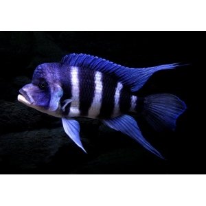 African cichlids