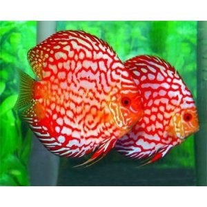 Discus fish